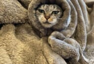 「寒いのでもうここから出ない決意を固めました」毛布と一体化した猫に爆笑