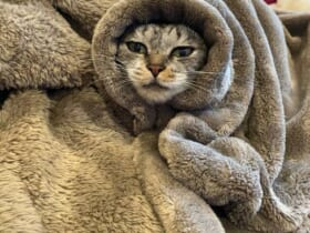 「寒いのでもうここから出ない決意を固めました」毛布と一体化した猫に爆笑