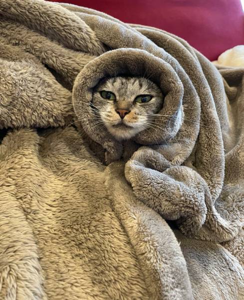毛布と一体化した猫に爆笑　「寒いので出ない決意を固めました」