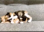 寝ている子たちに混ざる赤ちゃん猫（Twitter動画からのスクリーンショット）