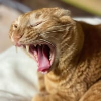 君はサーベルタイガー？　豪快なあくびをする猫さんが話題。