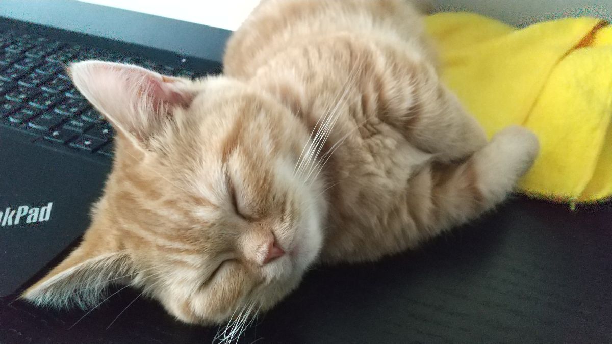 パソコンの上で一通り遊んで眠りにつくきなこちゃん。