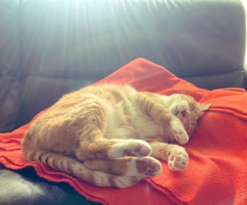 後光かな？　光のヴェールに包まれながら昼寝をする猫さん。