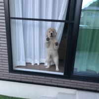 「どこ行くの？」　窓から飼い主を見つめる子犬の成長記録