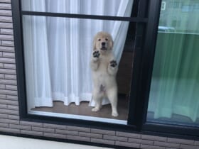 「ママどこ行くの？」窓から飼い主を見つめる子犬の姿が話題。