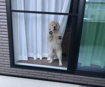 「ママどこ行くの？」窓から飼い主を見つめる子犬の姿が話題。