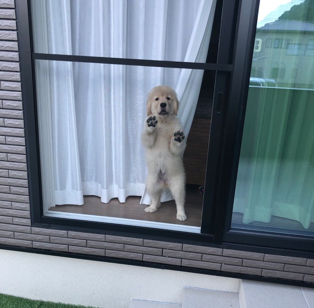 「どこ行くの？」　窓から飼い主を見つめる子犬の成長記録
