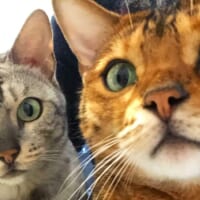 ブログからも猫の情報発信を行っている飼い主。トップページは、ヴェルちゃんとイヴちゃんのドアップ画像。