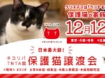 全国の保護猫カフェ4か所で日本最大級の保護猫譲渡会開催