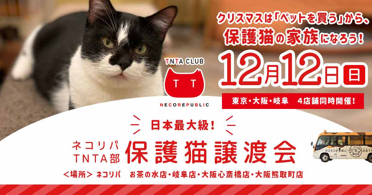 約200匹が参加する日本最大級の保護猫譲渡会　全国4つの拠点で開催