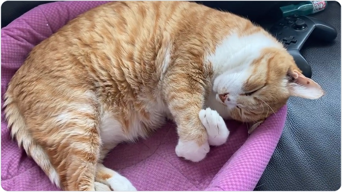 エア抱き枕ポーズで眠る猫　夢で何か捕まえている？