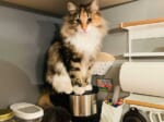 コーヒーメーカーの上に座る「猫精霊」ひまりちゃん（つくね＆ひまりさん提供）