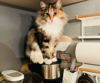 コーヒーメーカーの上に座る「猫精霊」ひまりちゃん（つくね＆ひまりさん提供）