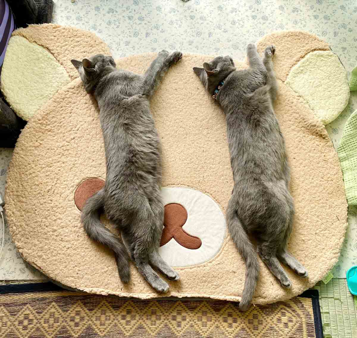 揃ったポーズで眠る兄弟猫グリくんとカイくん（月と鷹さん提供）