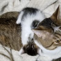 まるで本当の親子　猫を抱き枕にする子猫