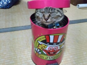 ゴミ箱に入ってスヤア。愛猫のコミカルな姿がTwitterで話題。