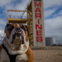 アメリカ海兵隊サンディエゴ練兵訓練施設のマスコット犬マニー上等兵（画像：USMC）