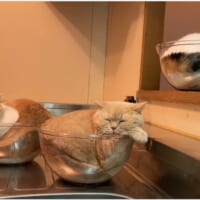 洗い物をしている飼い主の横で液状化する猫に癒やされる