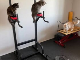 「高所に避難するニャ」ロボット掃除機を警戒する3匹の猫