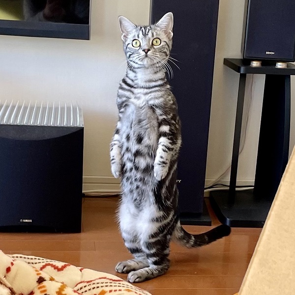 立ち姿が美しすぎる猫に「猫背とは……」の声　中に人が入ってる？