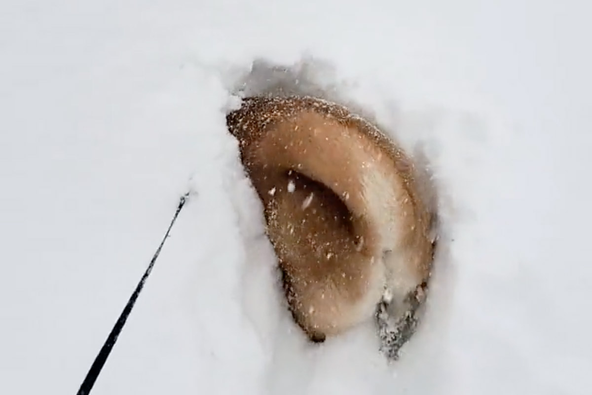 まるで「雪面の飛び魚」大雪にテンション爆上がりで飛び込む柴犬