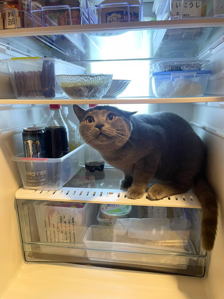 猫が一瞬の隙をついて冷蔵庫にジャンプ！毎回繰り返される飼い主との攻防