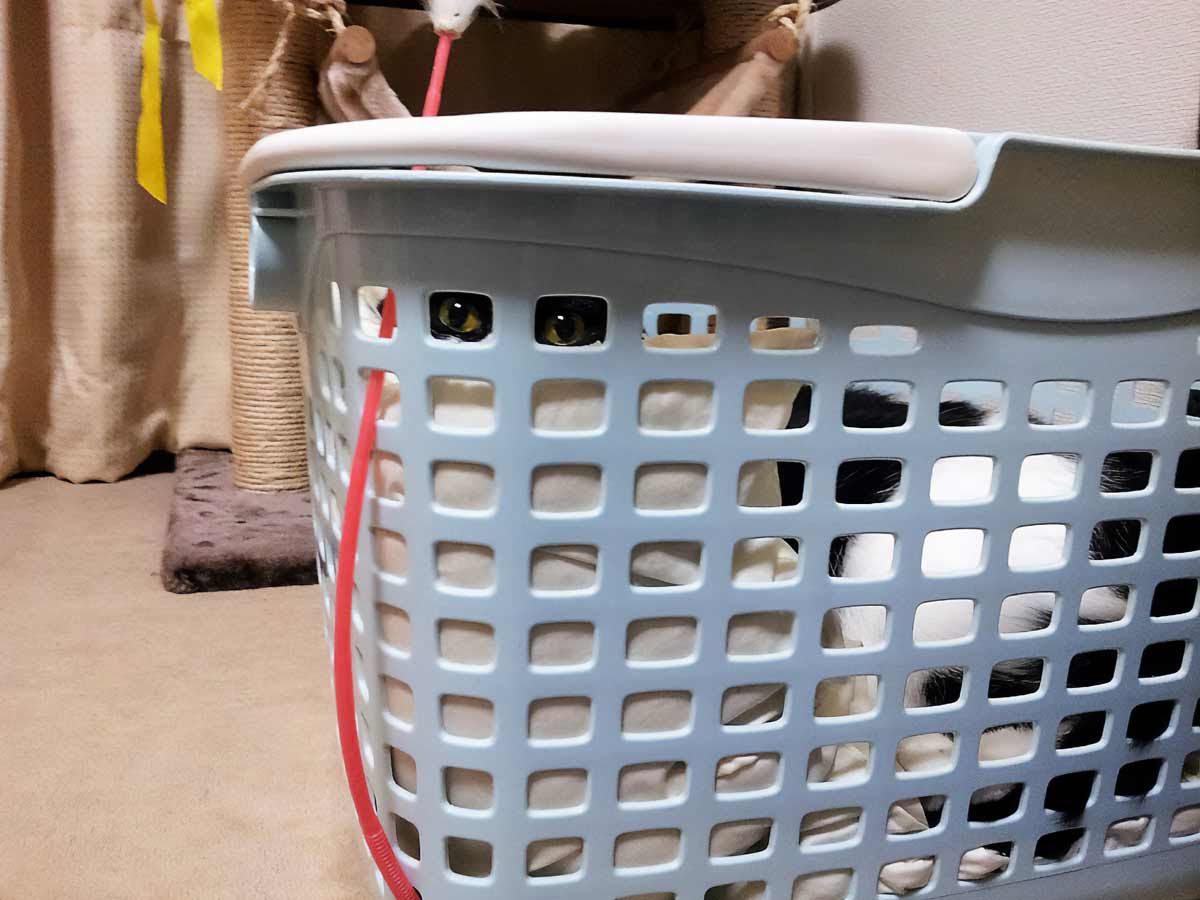 お分かりいただけただろうか……洗濯カゴから飼い主を見つめる猫さん