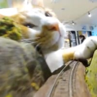 鉄道模型目線の「大怪獣」猫さん（ジオラマ食堂さん提供）