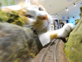 鉄道模型目線の「大怪獣」猫さん（ジオラマ食堂さん提供）