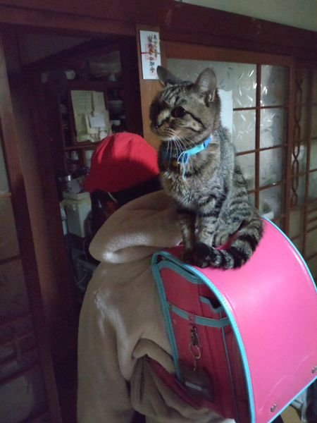 「いってきまーす」ランドセルに乗り移動する猫さん