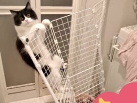 猫対策で洗濯機周辺に柵を設置も……翌日には突破され飼い主がっくり