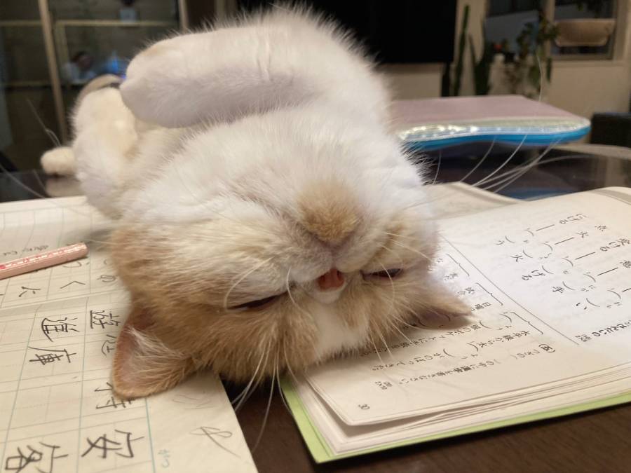 漢字問題集の上でゴロン　完全にやる気スイッチオフな猫さん