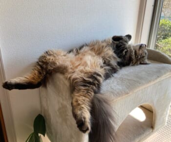 人間かな？キャットタワーで爆睡する愛猫。