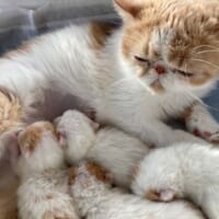きなこさんと4匹の赤ちゃん猫（エキゾのきなこさん提供）