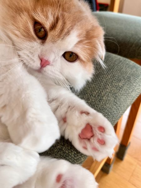 「握手にゃん」　猫のかわいい仕草が尊すぎて握手会列に並びたい