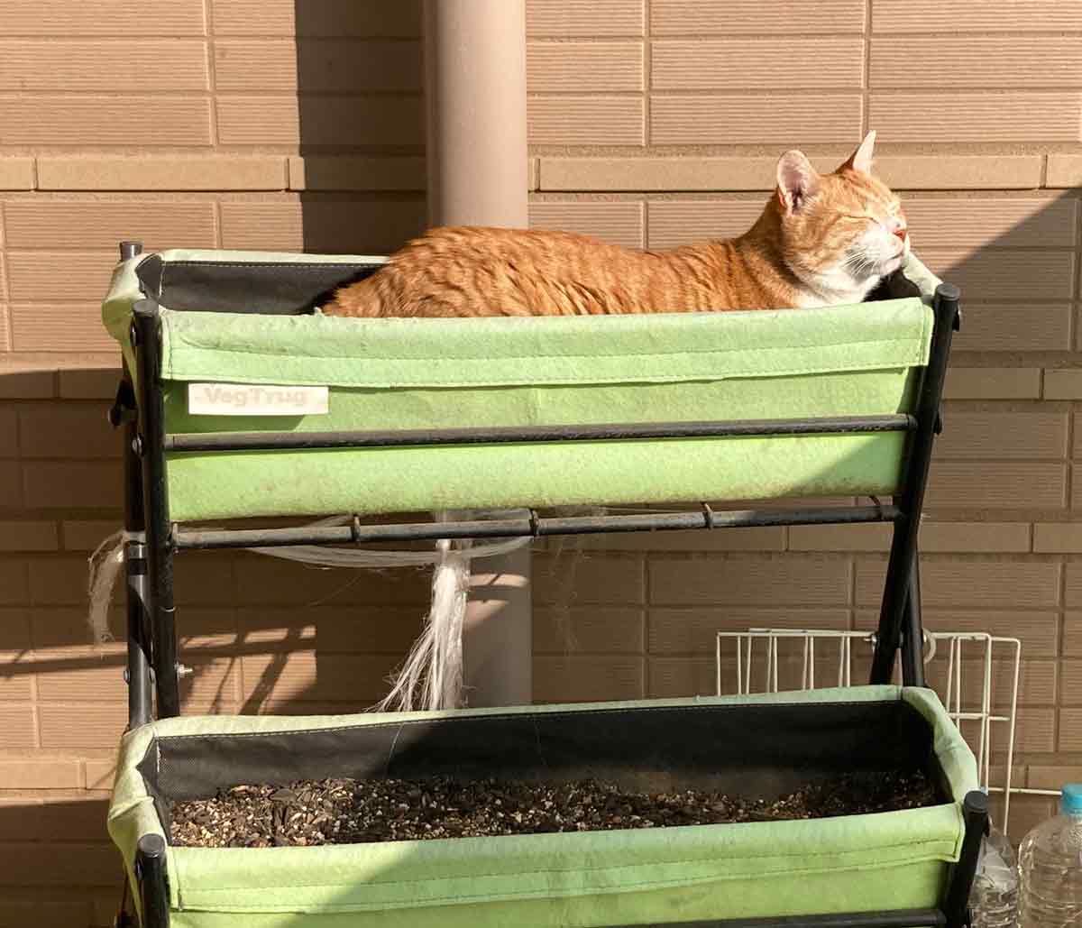 植えてないのを見計らい……猫さんプランターで日向ぼっこ
