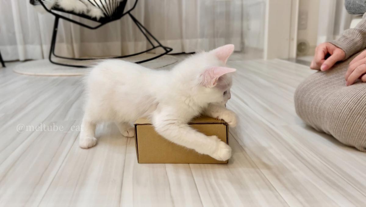 「これはぼくの！」届いたダンボール箱を死守する子猫