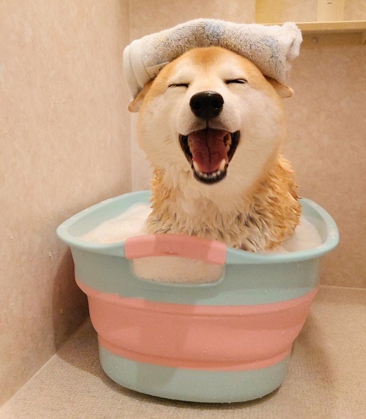 「極楽、極楽……」　入浴を満喫しきっている柴犬