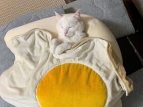 お布団掛けたらすぐにスヤァ……白猫の寝姿に癒やされる