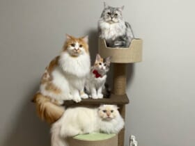 華麗にゃる一族？キャットタワーに集合した猫たちが完全に「家族写真」