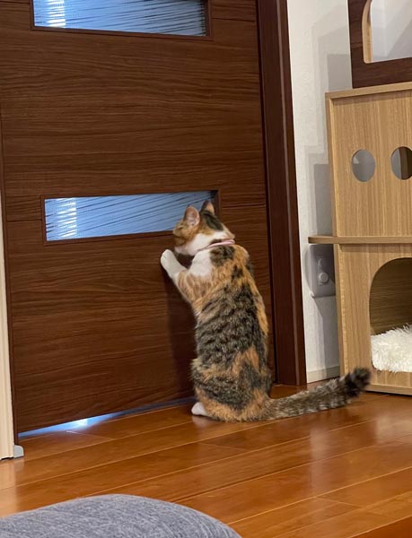 誰か来てないかニャ……マンチカン立ちでドアの向こうをうかがう猫さん