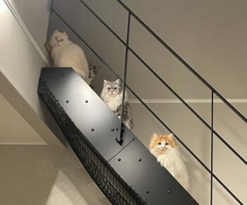 階段で待機する4匹の猫さん（ぽてこゆこめ＋うなさん提供）