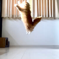 光を浴びて空中浮遊する猫のぜんくん（さとう＠猫ぼっこさん提供）