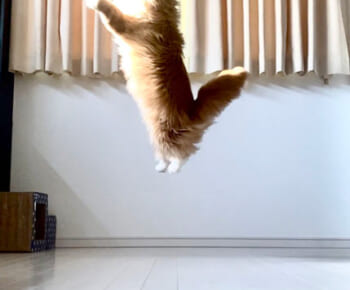 光を浴びて空中浮遊する猫のぜんくん（さとう＠猫ぼっこさん提供）