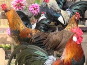 色鮮やかな鶏が大集合！「伊藤若冲の群鶏図風な集合写真」