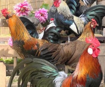 色鮮やかな鶏が大集合！「伊藤若冲の群鶏図風な集合写真」