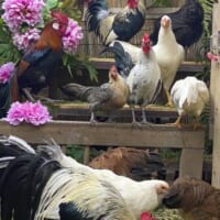 ダイオウイカさんは300羽ほどの鶏を飼育しています