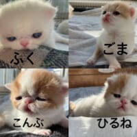 3月に生まれたばかりの子猫たち