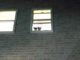 「おかえりなさい！」2階の窓辺で飼い主を待つ猫ちゃんズが愛しすぎる