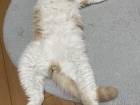 画像提供：泥酔して玄関で寝ちゃったオッサン風の猫